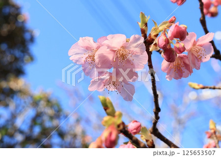咲き始めた河津桜の花 咲き始めた河津桜の花 125653507