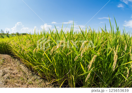 収穫前の稲穂と爽やかな青空 125653639