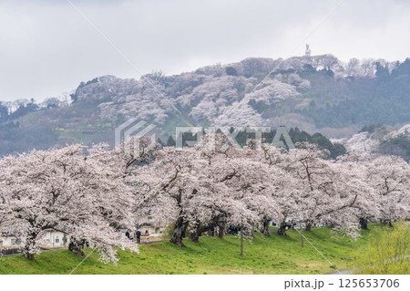 白石川堤一目千本桜と船岡城址公園 宮城県柴田町 白石川堤一目千本桜と船岡城址公園 宮城県柴田町 125653706