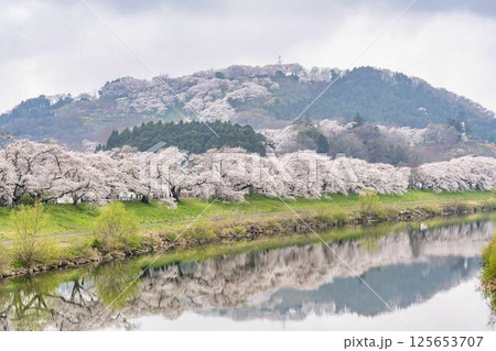 白石川堤一目千本桜と船岡城址公園　宮城県柴田町 125653707
