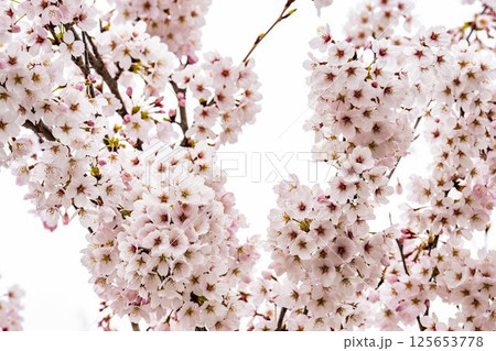 白石川堤一目千本桜 ソメイヨシノ 宮城県大河原町 白石川堤一目千本桜 ソメイヨシノ 宮城県大河原町 125653778