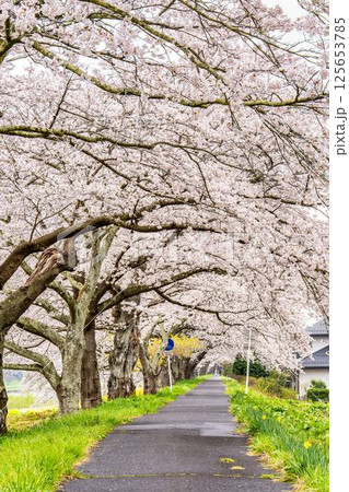 白石川堤一目千本桜  ソメイヨシノ　宮城県大河原町 125653785