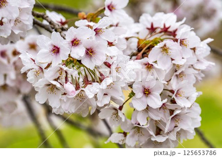 白石川堤一目千本桜  ソメイヨシノ　宮城県大河原町 125653786