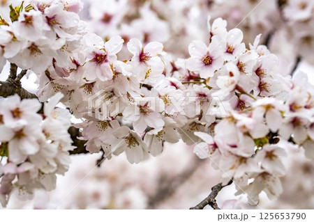 白石川堤一目千本桜 ソメイヨシノ 宮城県大河原町 白石川堤一目千本桜 ソメイヨシノ 宮城県大河原町 125653790