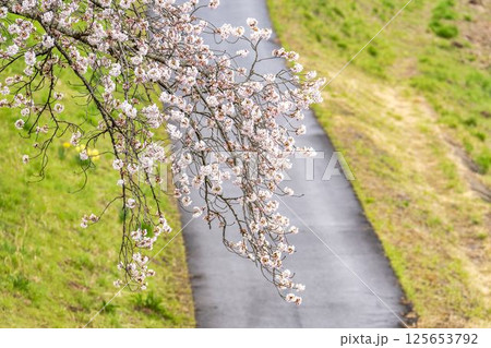 白石川堤一目千本桜 ソメイヨシノ 宮城県大河原町 白石川堤一目千本桜 ソメイヨシノ 宮城県大河原町 125653792