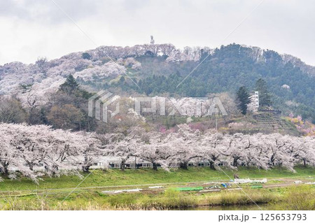 雨上がりの白石川堤一目千本桜と船岡城址公園 宮城県柴田町 雨上がりの白石川堤一目千本桜と船岡城址公園 宮城県柴田町 125653793