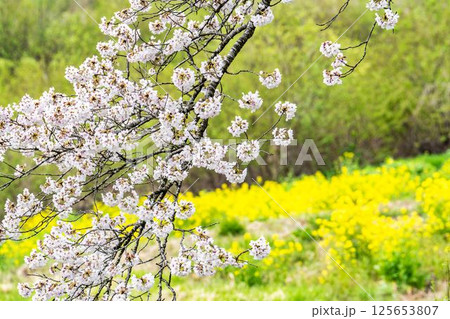 白石川堤一目千本桜 ソメイヨシノ 宮城県大河原町 白石川堤一目千本桜 ソメイヨシノ 宮城県大河原町 125653807