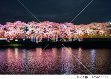 ライトアップされた白石川堤一目千本桜　宮城県大河原町 125653845