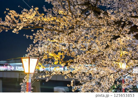ライトアップされた白石川堤一目千本桜　宮城県大河原町 125653853