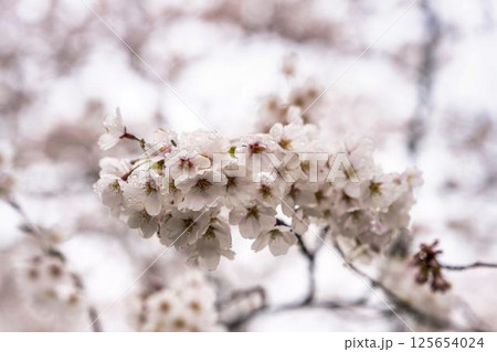 白石川堤一目千本桜  ソメイヨシノ　宮城県大河原町 125654024