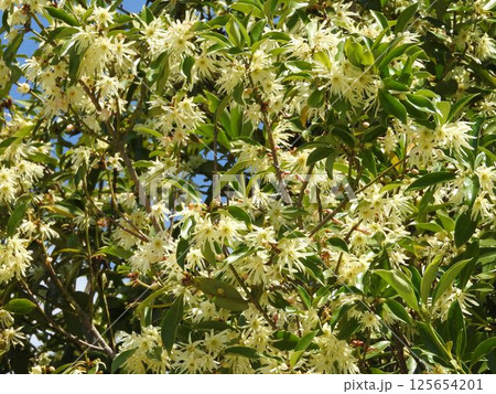 シキミの花 125654201