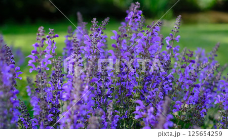 A beautiful close-up of vibrant purple salvia flowers blooming in a garden during spring or summer. A beautiful close-up of vibrant purple salvia flowers blooming in a garden during spring or summer. 125654259