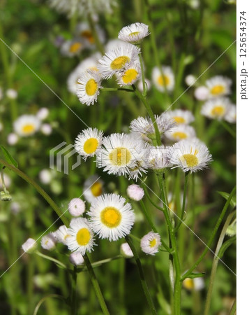 ハルジオンの花 125654374