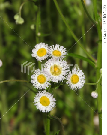 ハルジオンの花 ハルジオンの花 125654375