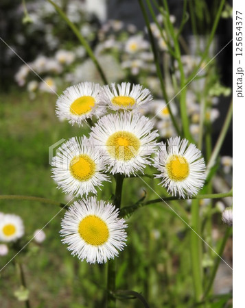 ハルジオンの花 125654377