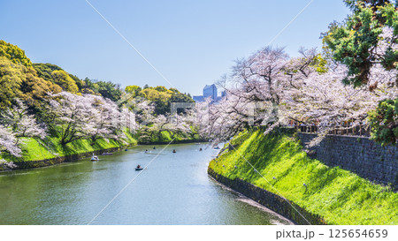 春の千鳥ヶ淵　桜咲くお堀の風景【東京都・千代田区】 125654659