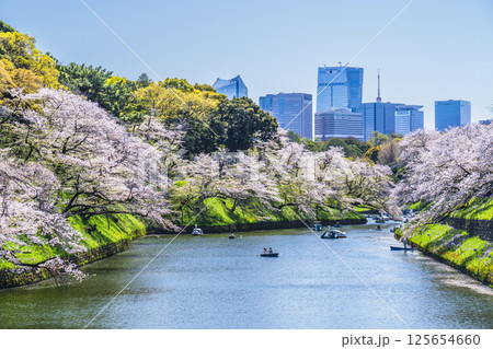春の千鳥ヶ淵　桜咲く都市の風景【東京都・千代田区】 125654660