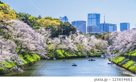 春の千鳥ヶ淵　桜咲く都市の風景【東京都・千代田区】 125654661