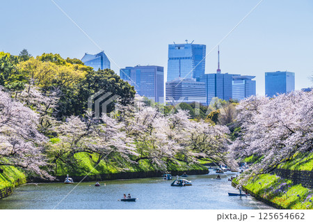 春の千鳥ヶ淵　桜咲く都市の風景【東京都・千代田区】 125654662