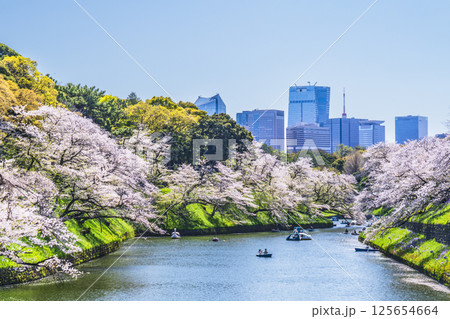 春の千鳥ヶ淵　桜咲く都市の風景【東京都・千代田区】 125654664