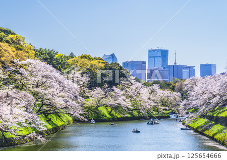 春の千鳥ヶ淵 桜咲く都市の風景【東京都・千代田区】 春の千鳥ヶ淵 桜咲く都市の風景【東京都・千代田区】 125654666