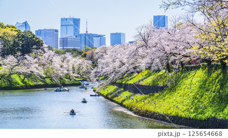 春の千鳥ヶ淵　桜咲く都市の風景【東京都・千代田区】 125654668