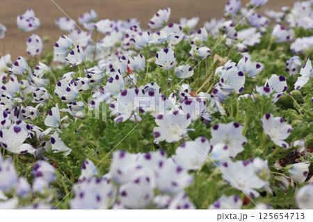 一面に咲いているネモフィラファイブスポットの花 125654713