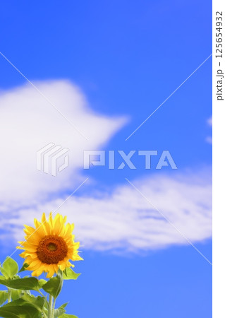 夏の空に咲く向日葵 夏の空に咲く向日葵 125654932
