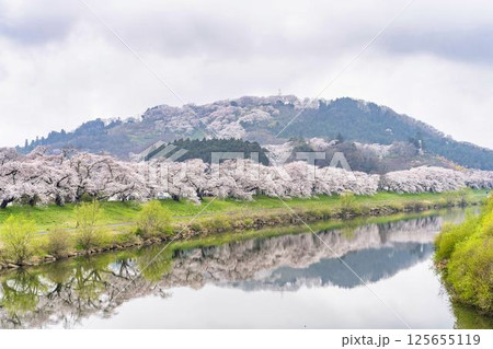 白石川堤一目千本桜と船岡城址公園 宮城県柴田町 白石川堤一目千本桜と船岡城址公園 宮城県柴田町 125655119