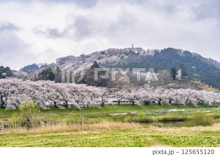 白石川堤一目千本桜と船岡城址公園　宮城県柴田町 125655120