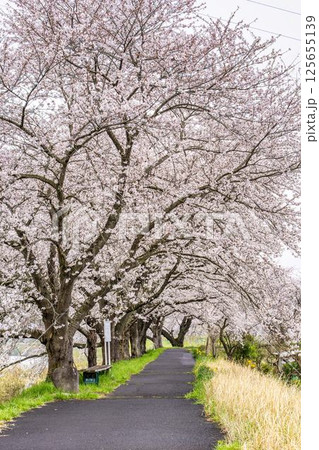 白石川堤一目千本桜 ソメイヨシノ 宮城県大河原町 白石川堤一目千本桜 ソメイヨシノ 宮城県大河原町 125655139