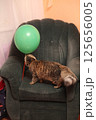 Striped cat plays with an air ball 125656005