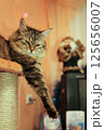 striped cat majestically lies on his house 125656007