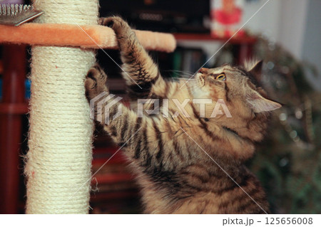 Striped cat has fun playing on the house Striped cat has fun playing on the house 125656008