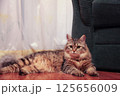 striped cat majestically lies on the floor 125656009