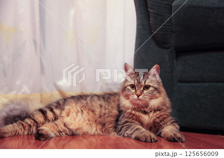 striped cat majestically lies on the floor 125656009
