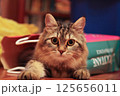 Striped cat peeks out of paper bag 125656011