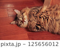 Striped cat lies on the floor clutching its paws 125656012