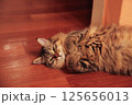 Striped cat lies on the floor clutching its paws 125656013