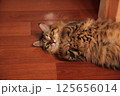 Striped cat lies on the floor clutching its paws 125656014