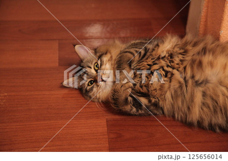 Striped cat lies on the floor clutching its paws 125656014