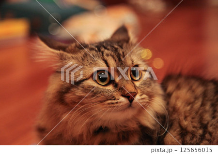 Striped cat frightened takes away ears 125656015