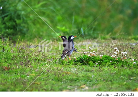 ツンデレなムクドリ 125656132