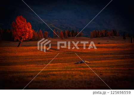 Solitary red tree in autumn field with distant forest near dusk Solitary red tree in autumn field with distant forest near dusk 125656559