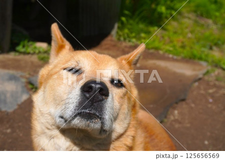 鼻を近づける犬の写真 125656569