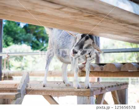 のんほいパーク(豊橋総合動植物公園) のんほいパーク(豊橋総合動植物公園) 125656578