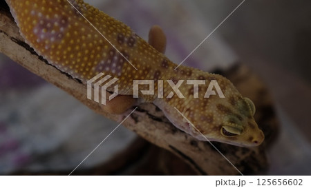 A woman holds a leopard gecko close to her chest, gently petting it. This image emphasizes the bond between humans and exotic pets, showcasing care and connection. 125656602
