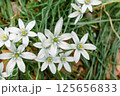 オオアマナ（大甘菜） 125656833