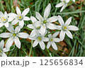 オオアマナ（大甘菜） 125656834