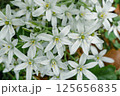 オオアマナ（大甘菜） 125656835